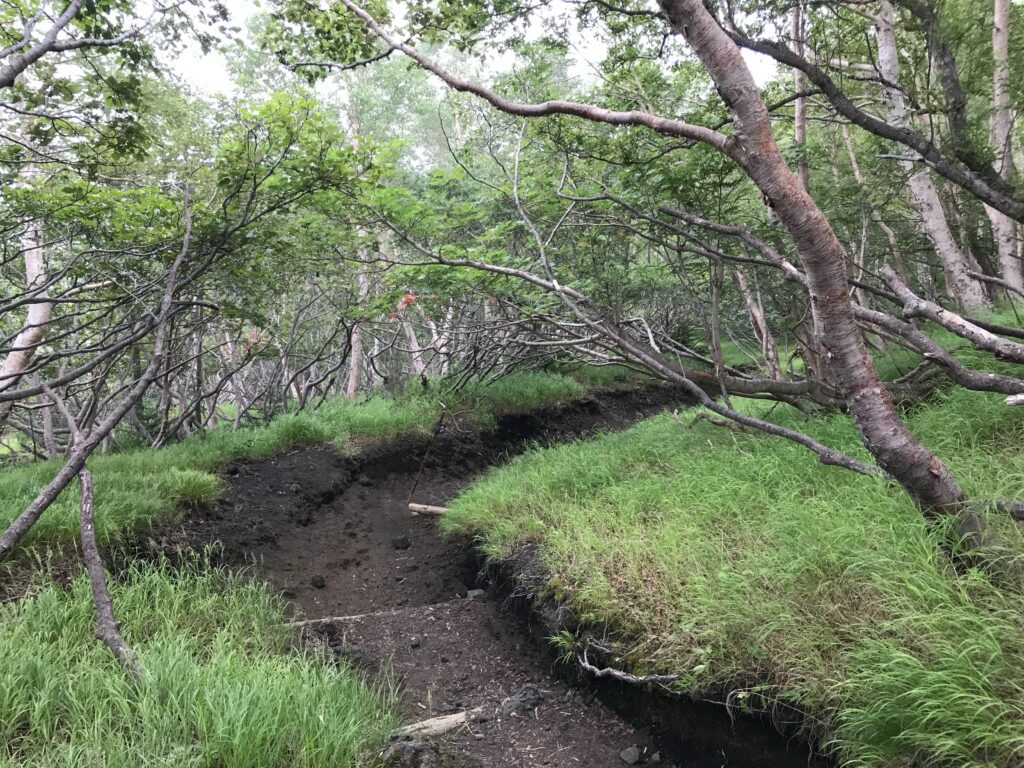 樹林帯